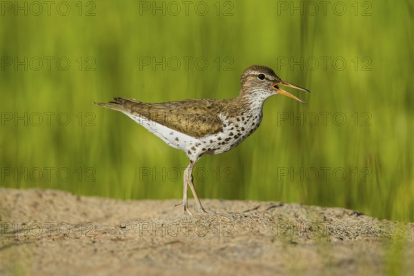 Spotted Sandpiper Actitis macularius east of Beaver, Utah, United States 4 July Adult in breeding