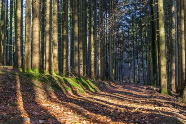 Moss-covered forest in winter mood in the Schurwald, Baden-Württemberg, Germany. Peaceful natural
