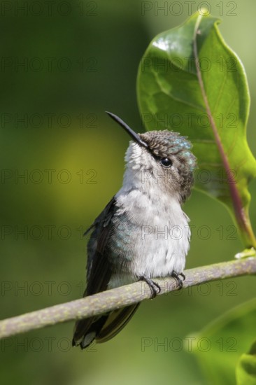 Bee Hummingbird (Mellisuga helenae) perched on a branch in Cuba