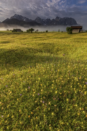Flower meadow in the morning light in front of steep mountains, cloudy mood, mountain flowers,