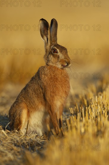 European brown hare (Lepus europaeus) adult animal in a farmland stubble field in summer, England,