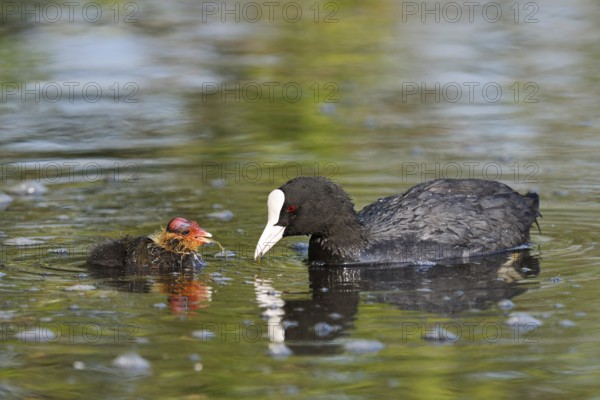 Eurasian Coot (Fulica atra) feeding chicks, North Rhine-Westphalia, Germany