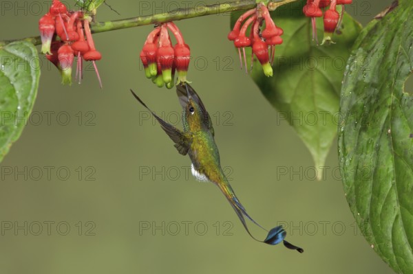 Booted Racket-tail hummingbird (Ocreatus underwoodii) flying while feeding at a flower in Ecuador,