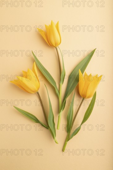 Orange tulip flowers on orange pastel background. top view, flat lay, close up, still life. Beauty,