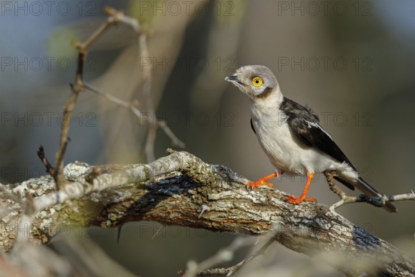 White-fronted shrike, (Prionops plumata), wanga shrike, passerine birds, Africa, Mkuze Game