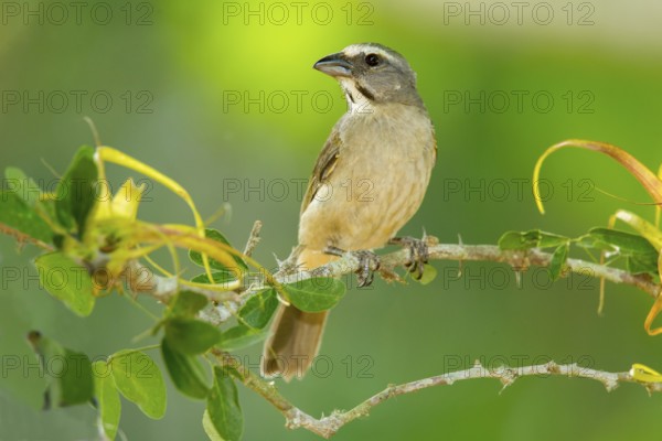 Grayish Saltator Saltator coerulescens El Tuito, Jalisco, Mexico 9 June Immature Thraupidae Greyish