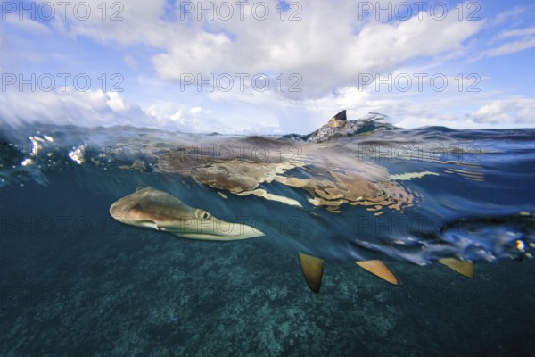 Underwater photo split shot half-and-half shot at sea surface water surface of blacktip reef shark