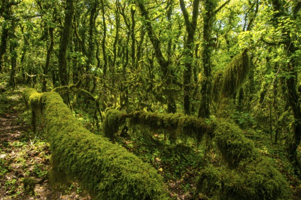 A lush, green forest densely covered with verdant moss, vines, and leafy trees. Sunlight filters