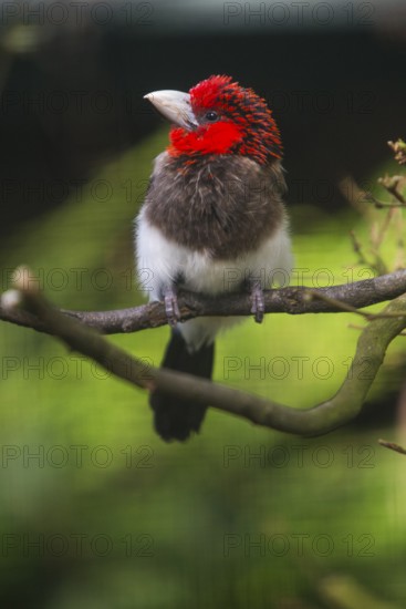 Brown-breasted Barbet (Lybius melanopterus), adult bird perched on a branch, Native to East Africa,