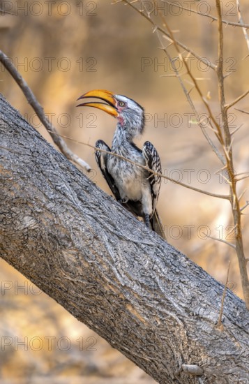 Red-ringed Hornbill (Tockus leucomelas), bird sitting on a tree trunk, Nxai Pan National Park,
