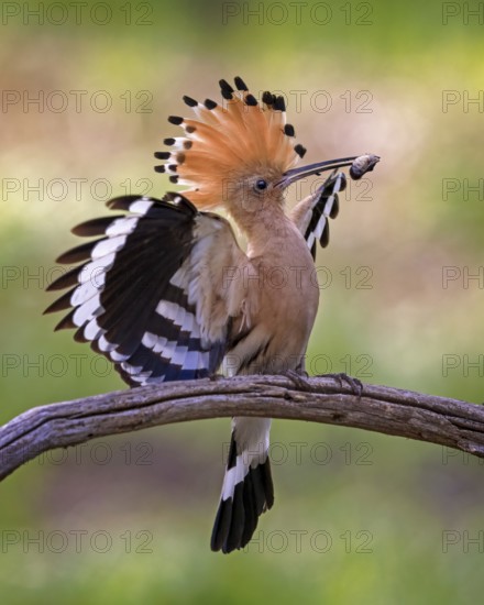 Eurasian Hoopoe (Upupa epops) with food in beak, Saxony-Anhalt, Germany