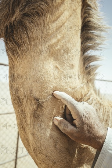 Camel breeder with his dromedaries (Camelus dromedarius) on his farm near Shisr, Dhofar, Oman