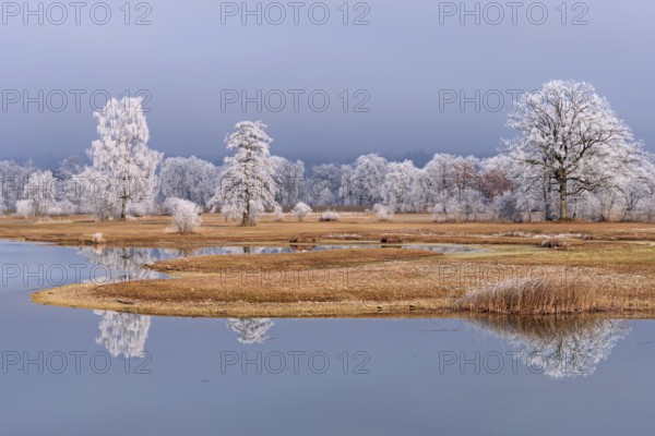 Frozen pond and trees in hoarfrost, nature reserve, Schoren, Mühlau, Freiamt, Aargau Canton,