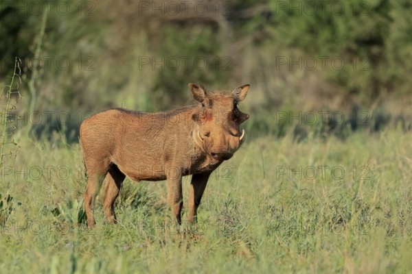 Warthog (Phacochoerus africanus), adult, foraging, vigilant, Mokala National Park, Northern Cape,