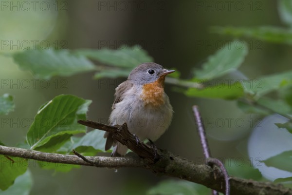 Red-breasted Flycatcher (Ficedula parva) male perched on a branch, Mecklenburg-Western Pomerania,