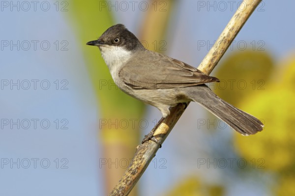 Nightingale warbler, (Sylvia crassirostris), Orphean warbler, Eastern Orphean warbler, Animals,