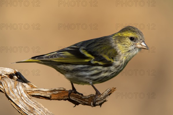 A detailed close-up image of a Eurasian Siskin, Spinus spinus, perched elegantly on a weathered