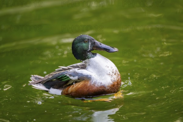Northern shoveler (Spatula clypeata) male cleaning its feathers while swimming in lake in summer,