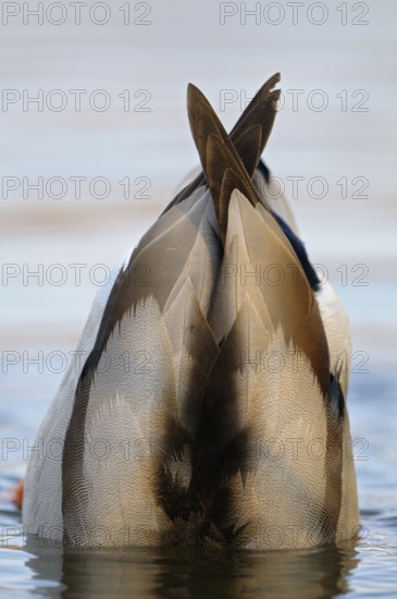 Stockente (Anas platyrhynchos), Mallard, gruendelnder Erpel, Nahrungssuche, morgens, Maerz,