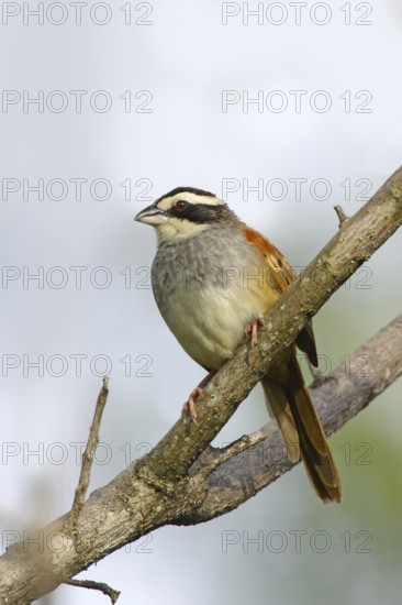 Stripe-headed Sparrow Aimophila ruficauda ruficauda Santa Rosa National Park, Costa Rica 12 October
