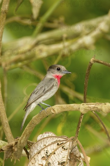 Rose-throated Becard Pachyramphus aglaiae La Bajada, Nayarit, Mexico 8 June Adult Male singing.
