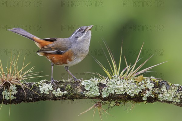 Gray-throated Warbling Finch (Poospiza cabanisi) perched on a branch in the Atlantic rainforest of