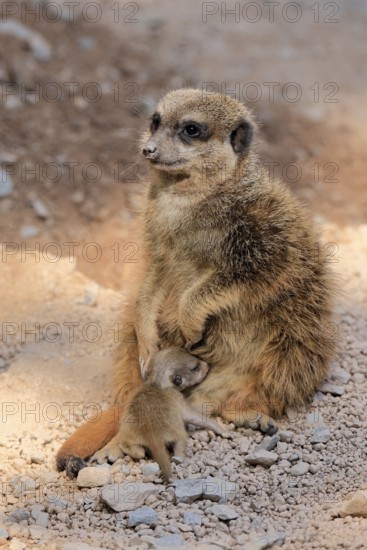 Tiger nut (Suricata suricatta), adult, juvenile, newborn, baby, female, mother with juvenile,