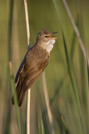 Great Reed Warbler (Acrocephalus arundinaceus) male singing in reeds, Poland