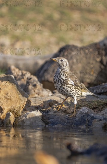 A mistle thrush (Turdus viscivorus) stands alert by water among rocks, showcasing its distinct