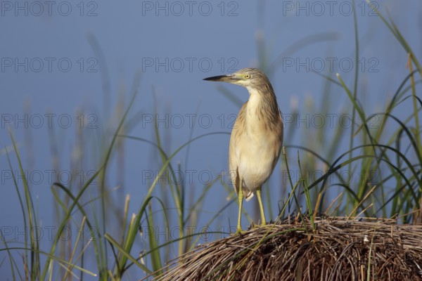 Squacco Heron (Ardeola ralloides), Greece