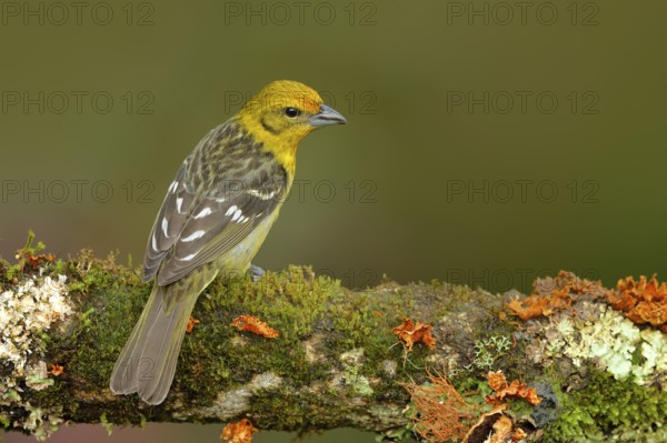 Tanager sitting on beautiful moss branch with clear background. Beautiful view of wild nature.