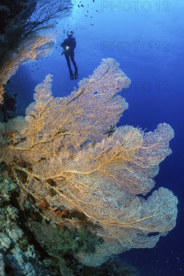 Large fan of horn coral (Annella mollis) Fan coral growing on steep wall Dropoff of living intact