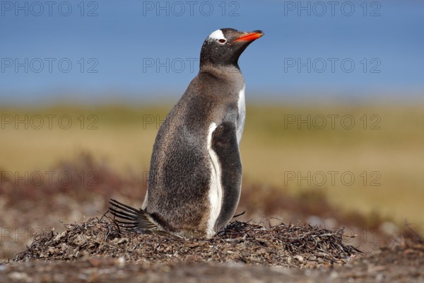 Nesting penguin on the meadow. Gentoo penguin in the nest wit two eggs, Falkland Islands. Animal