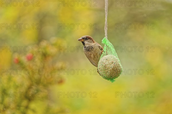 House sparrow (Passer domesticus) feeding from hanging suet feeder during light rain in autumn