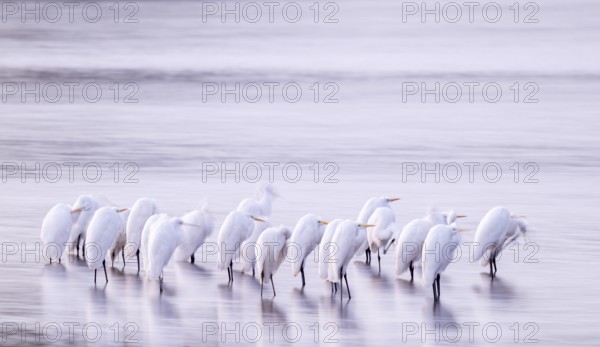 Great White Egret (Ardea alba) many birds are standing in the shallow water zone of a lake in front