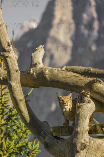 One Eurasian lynx, (Lynx lynx), sits high up on a dead tree. Frontal view with mountains in the