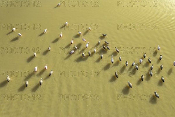 Aerial view of a flock of flamingos gracefully standing in the serene waters of Laguna Grande,
