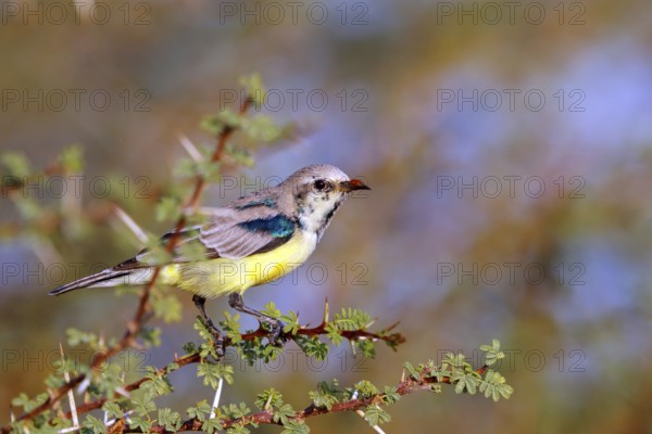 Honeybird, (Anthodiaeta metallica), perching bird, honey sucker, family of passerines, animals,