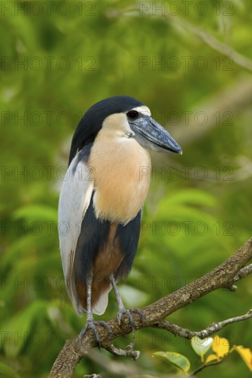 Boat-billed Heron Cochlearius cochlerius San Blas, Nayarit, Mexico 7 June Adult Ardeidae