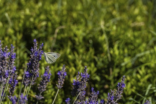 A serene meadow with vibrant lavender adorned by a delicate butterfly. The lush green background