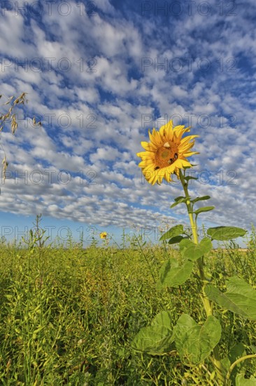 Common sunflower, (Helianthus annuus), flower, plant, blue sky, blossom, flowering, aster family,