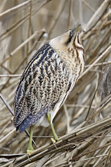 Bittern (Botaurus stellaris), camouflaged standing on reeds, Flachsee nature reserve, Canton