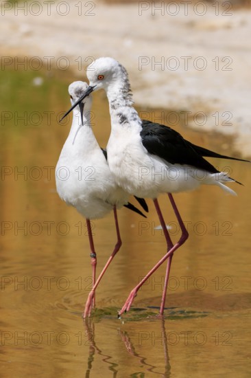Two birds with black and white plumage standing in the water, Black Black-winged Stilt (Himantopus
