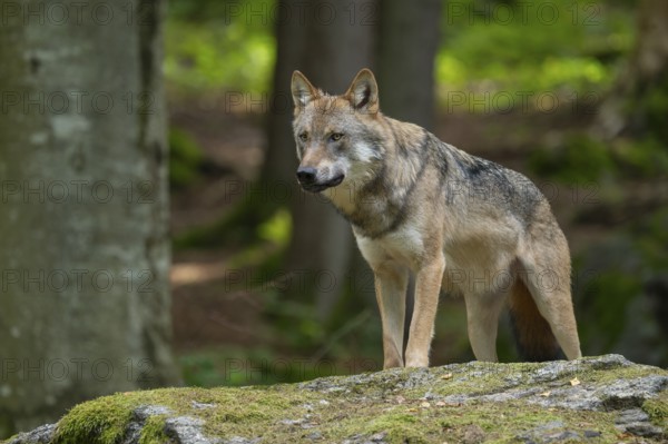 Wolf (Canis lupus) standing on a moss-covered rock and looking attentively, captive, Bavarian