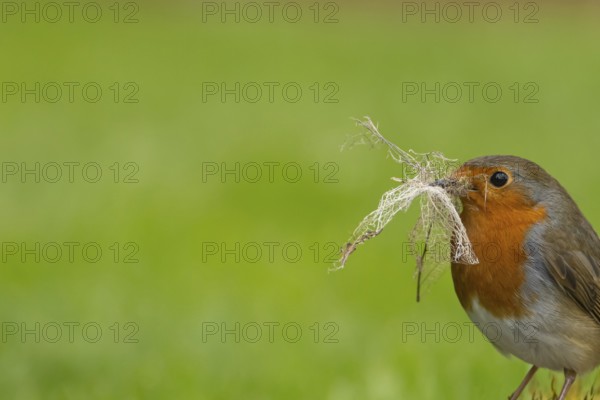 European robin (Erithacus rubecula) adult garden bird with nesting material in its beak in spring,