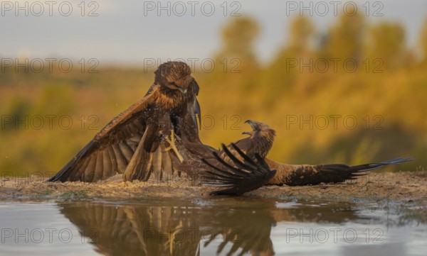 Striking image showing a confrontation between two majestic eagles by a small pond, with vibrant