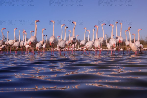 A captivating scene of pink flamingos in the nuptial stop, gathered in a shallow lake in the French