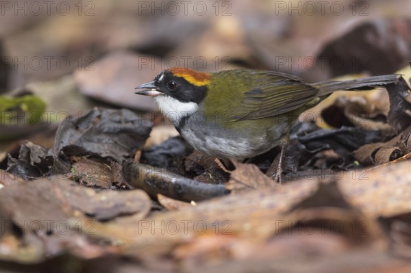 Chestnut-capped Brush-Finch (Arremon brunneinucha) feeding on the forest floor in Colombia, South