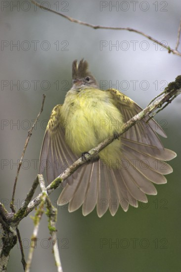Yellow-bellied Elaenia (Elaenia flavogaster), Costa Rica