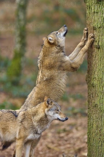 Wolf (Canis lupus), two wolves interacting one standing on a tree trunk in the forest, Germany